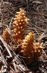 Conopholis alpina, Ground Cone  9