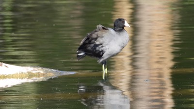 Coot, Amerocam - Baja California Sur 2