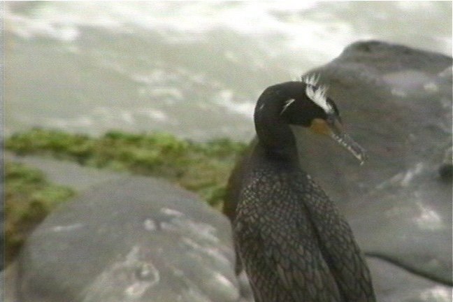 Cormorant, Double-crested 1