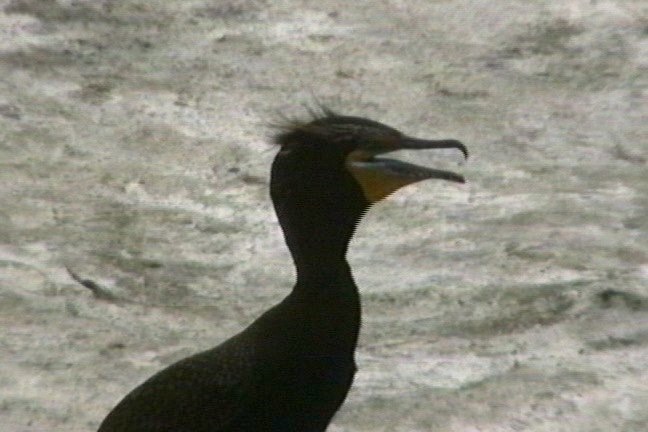 Cormorant, Double-crested 2