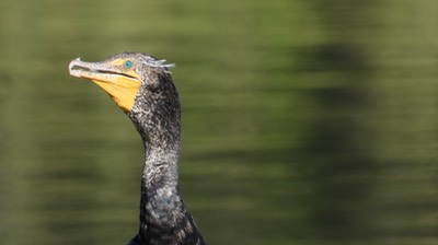 Cormorant, Double-crested- Baja California Sur 5