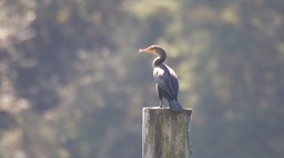 Cormorant, Double-crested (Oregon)