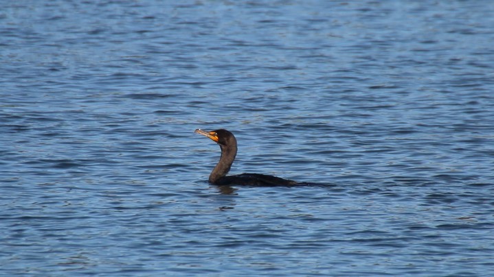 Cormorant, Double-crested (Oregon) 1