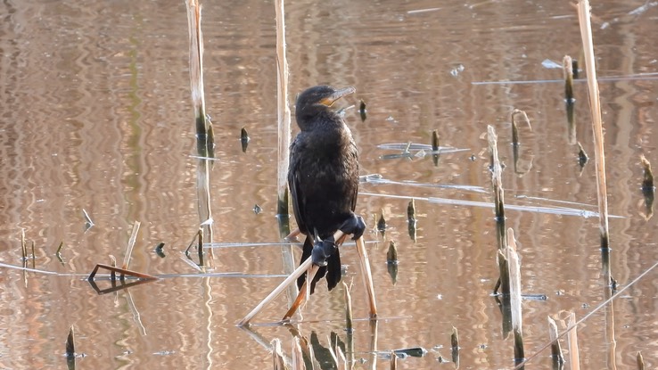 Cormorant, Neotropic - Baja California