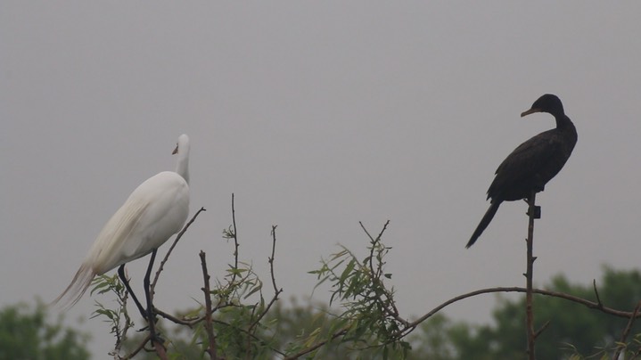 Cormorant, Neotropic 3