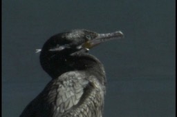 Cormorant, Neotropic l2