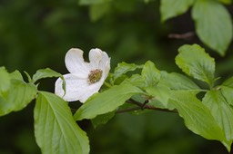 Cornus nuttallii