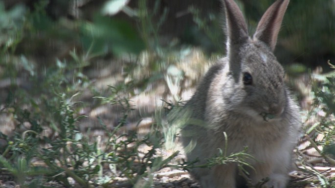 Cottontail, Desert 1