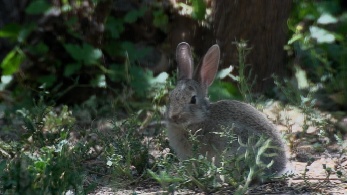 Cottontail, Desert