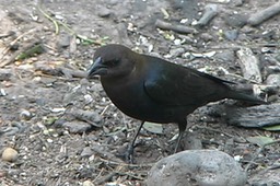 Cowbird, Brown-headed 1-1