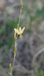 Crag Lily - Echeandia flavescens