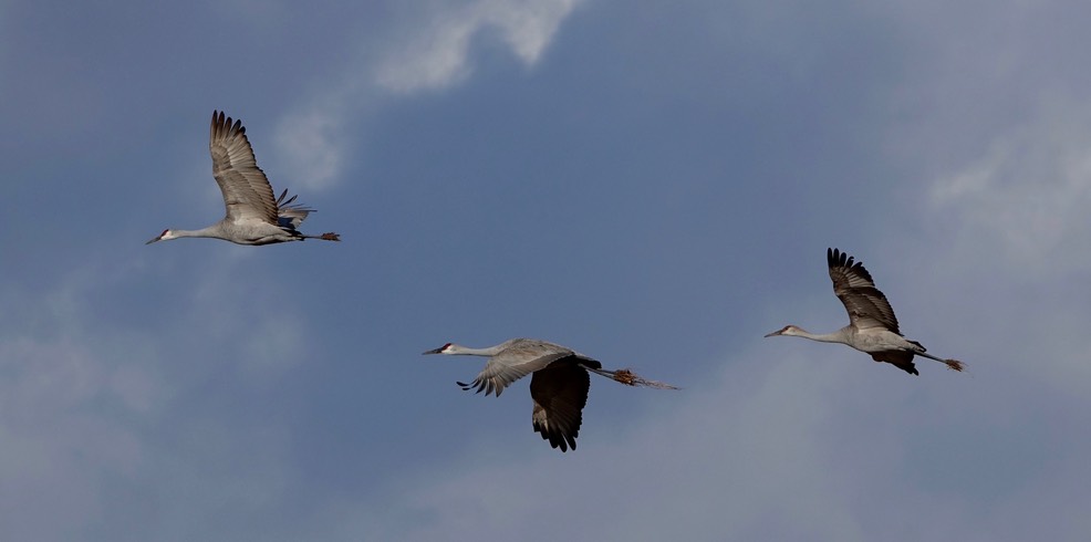 Sandhill Cranes