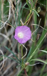 Crest-rib Morning Glory - Ipomoea costellata 3