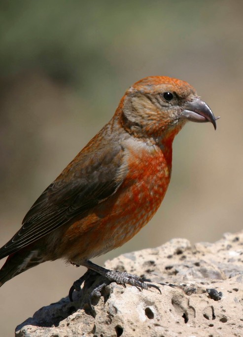 Crossbill, Red 1