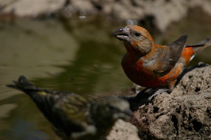 Crossbill, Red