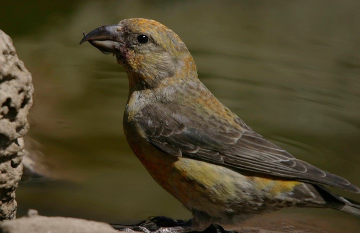 Crossbill, Red 5