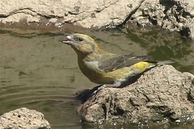 Crossbill, Red 6