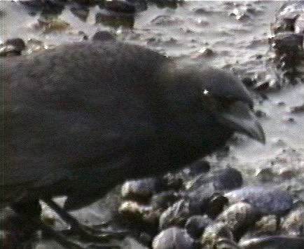 Crow, American 1