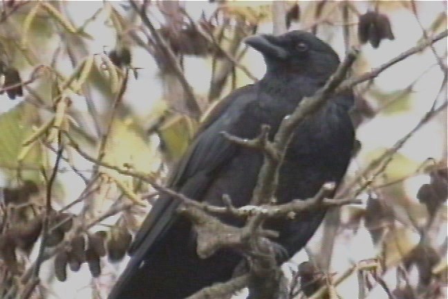 Crow, American 2