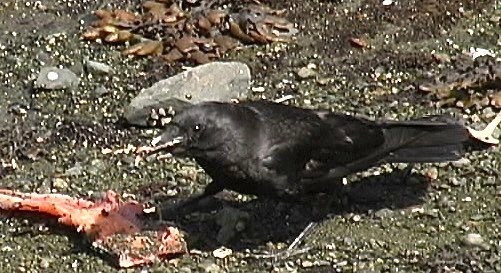 Crow, Northwestern 12