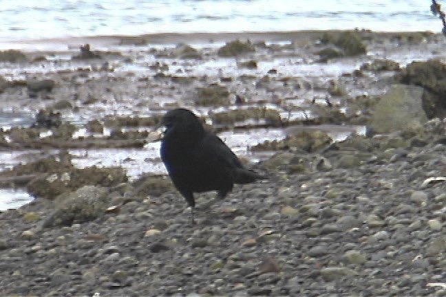 Crow, Northwestern 3