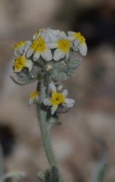 Cryptantha cinerea, Bow-nut Cryptantha - East of Hillsboro2