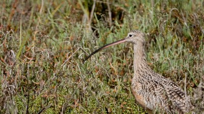 Curlew, Long-billed - Baja California Sur4