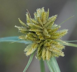 Cyperus fendlerianus, Fendler Flatsedge,Hillsboro Peak Trail, Black Range