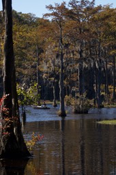 Cypress Swamp SC 1