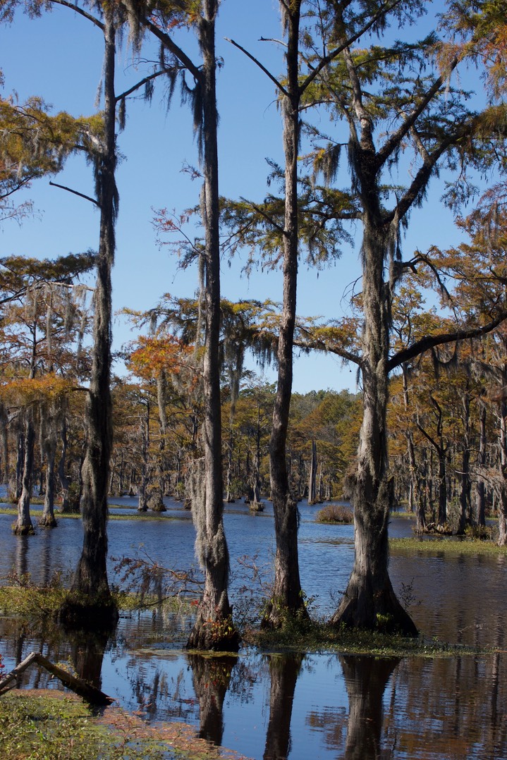 Cypress Swamp SC 2