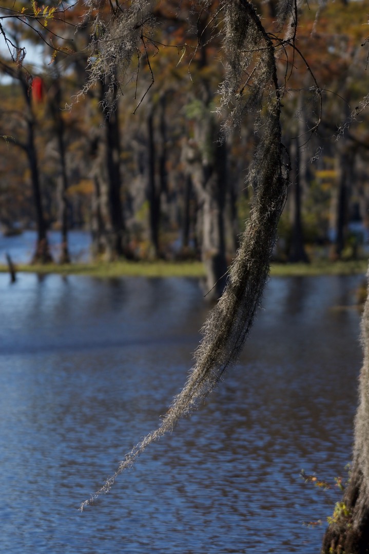 Cypress Swamp SC 5