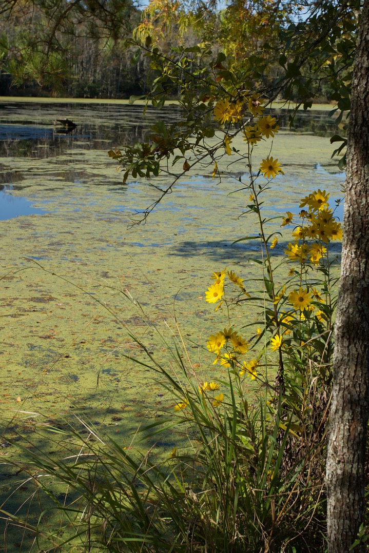 Cypress Swamp SC 7