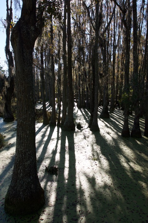 Cypress Swamp, South Carolina