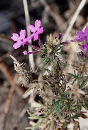 Dakota Vervain - Glandularia bipinnatifida1