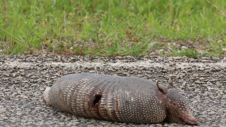 Dead Armadillo