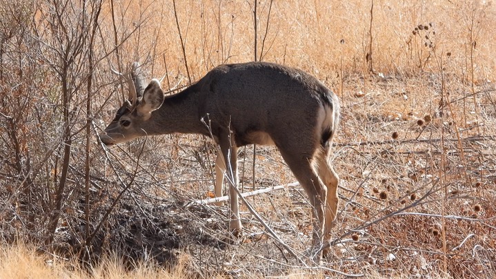 Deer, Mule - NM - 2022 - 2