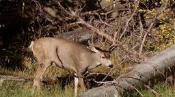 Deer, Mule (Arizona) 1