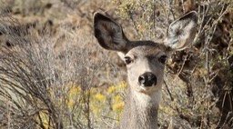 Deer, Mule (Oregon)