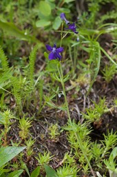 Delphinium nuttallianum, Upland Larkspur 2