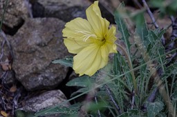 Desert Evening Primrose,Oenothera brachycarpa