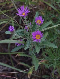 Dieteria bigelovii, Bigelow's Tansyaster   1