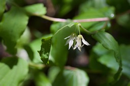 Disporum hookeri var. oreganum 1