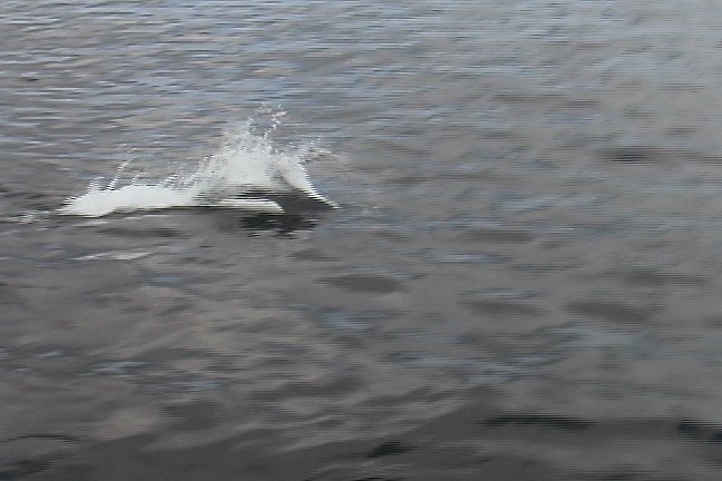 Dolphin, Short-beaked Common 1