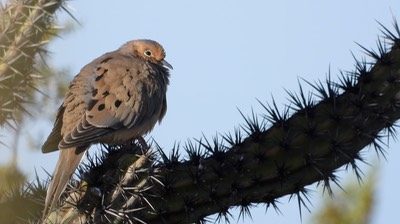 Dove, Mourning (Baja) c