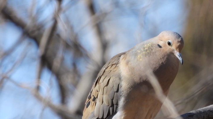 Dove, Mourning Kansas 2022 3