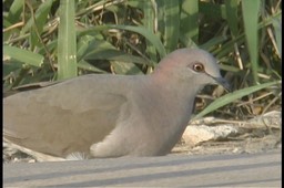 Dove, White-tipped 2_1