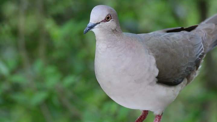 Dove, White-tipped 2