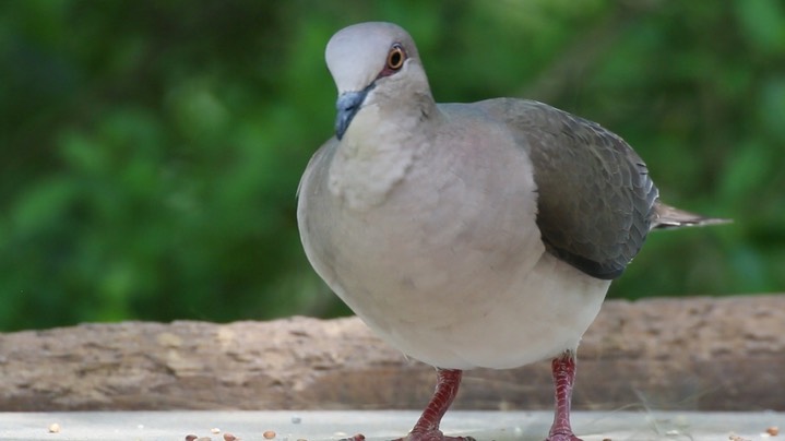 Dove, White-tipped 4