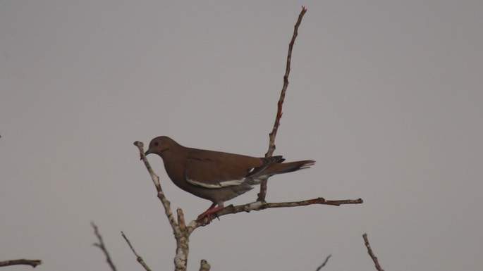 Dove, White-winged 1