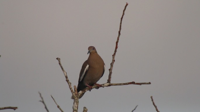 Dove, White-winged